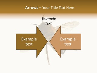 A Bee On A White Background Powerpoint Template PowerPoint Template