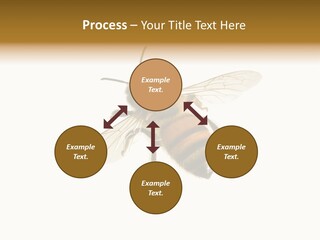 A Bee On A White Background Powerpoint Template PowerPoint Template