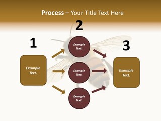 A Bee On A White Background Powerpoint Template PowerPoint Template