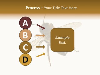 A Bee On A White Background Powerpoint Template PowerPoint Template