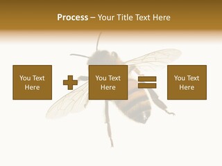 A Bee On A White Background Powerpoint Template PowerPoint Template
