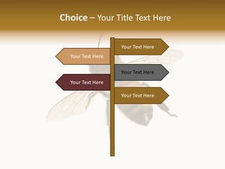 A Bee On A White Background Powerpoint Template PowerPoint Template