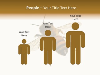 A Bee On A White Background Powerpoint Template PowerPoint Template