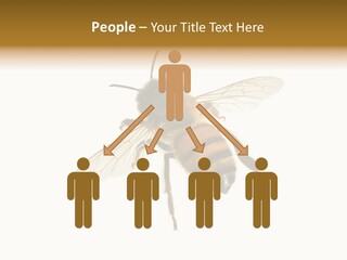 A Bee On A White Background Powerpoint Template PowerPoint Template