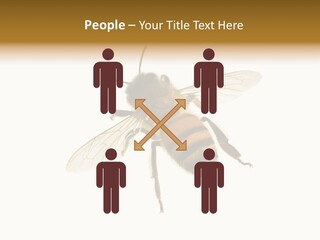A Bee On A White Background Powerpoint Template PowerPoint Template