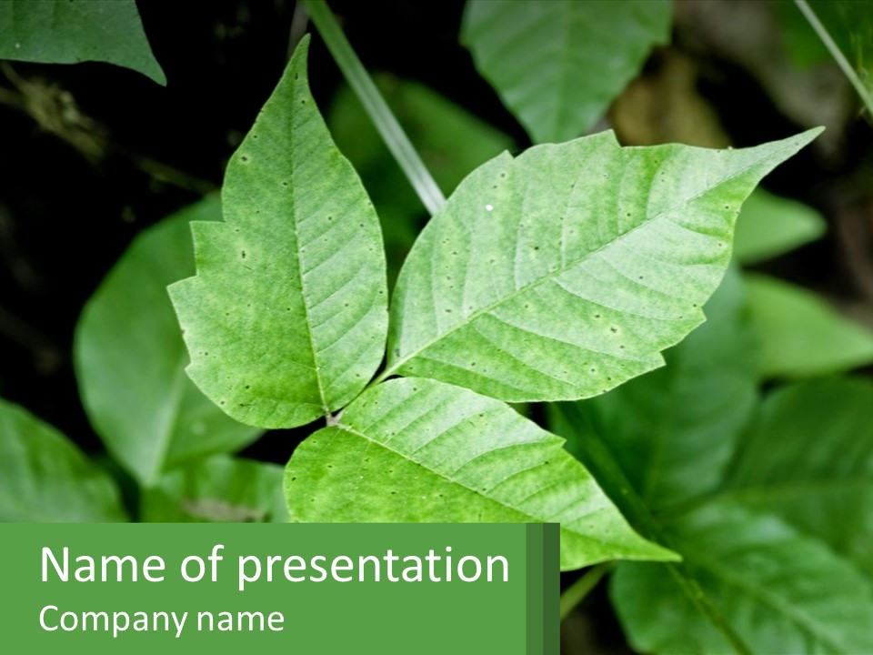 Weeding Three Leaf PowerPoint Template