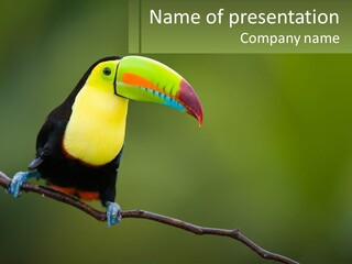 Green Nature Bill PowerPoint Template