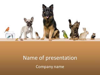 Pet Dart Guinea Pig PowerPoint Template