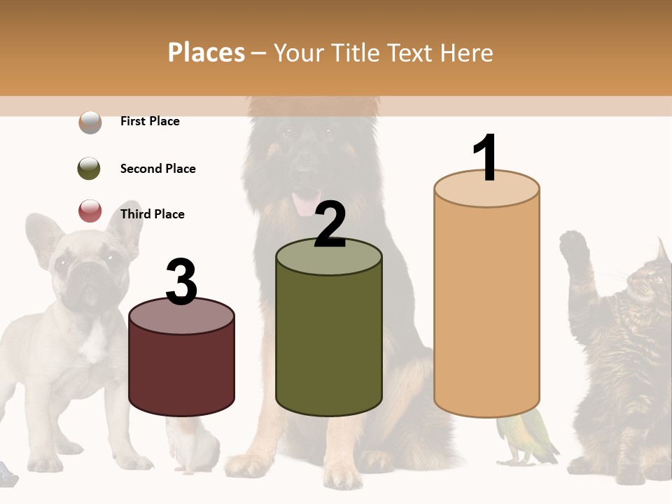 Pet Dart Guinea Pig PowerPoint Template