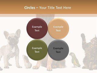 Pet Dart Guinea Pig PowerPoint Template