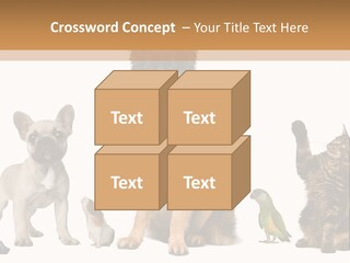 Pet Dart Guinea Pig PowerPoint Template