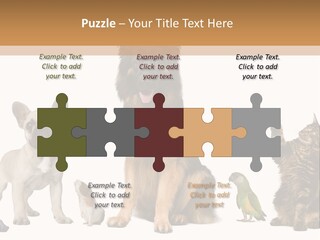 Pet Dart Guinea Pig PowerPoint Template