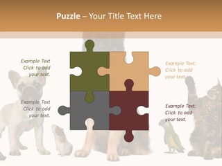 Pet Dart Guinea Pig PowerPoint Template