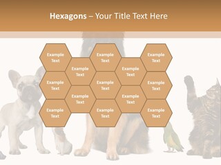 Pet Dart Guinea Pig PowerPoint Template