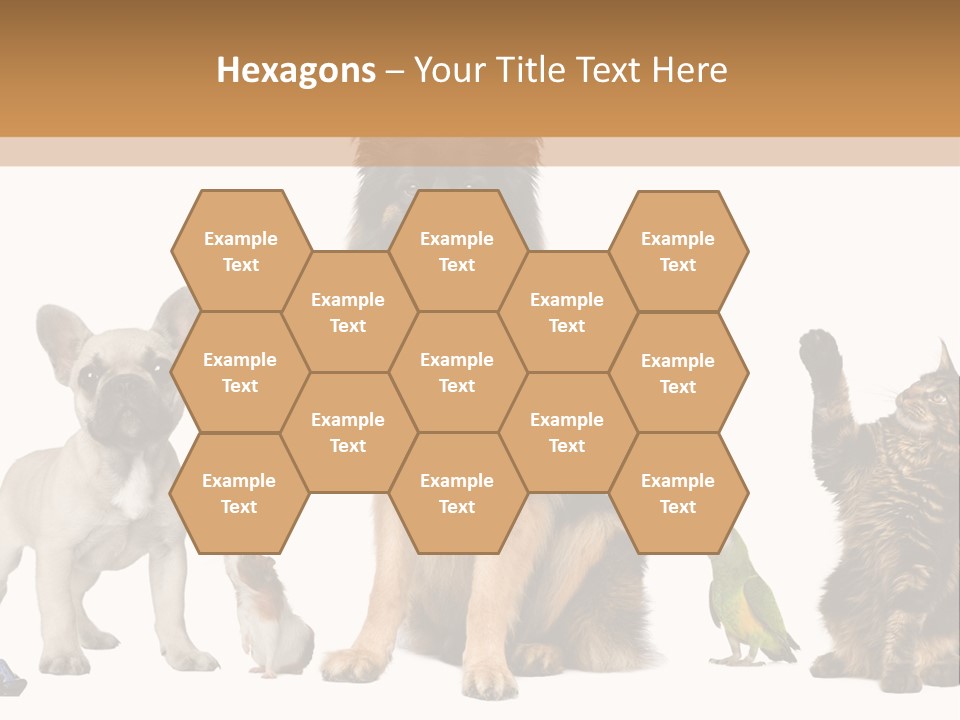 Pet Dart Guinea Pig PowerPoint Template