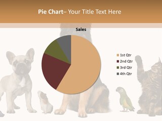 Pet Dart Guinea Pig PowerPoint Template