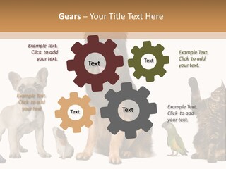 Pet Dart Guinea Pig PowerPoint Template