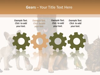 Pet Dart Guinea Pig PowerPoint Template