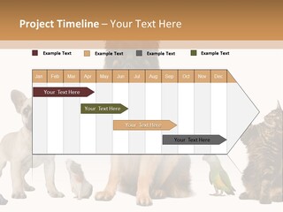 Pet Dart Guinea Pig PowerPoint Template