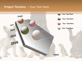 Pet Dart Guinea Pig PowerPoint Template
