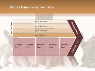 Pet Dart Guinea Pig PowerPoint Template