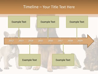 Pet Dart Guinea Pig PowerPoint Template