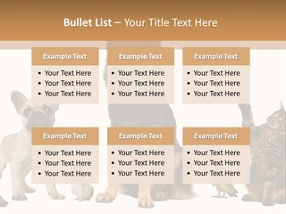 Pet Dart Guinea Pig PowerPoint Template