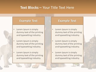 Pet Dart Guinea Pig PowerPoint Template