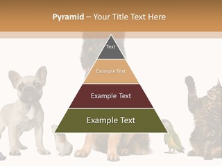 Pet Dart Guinea Pig PowerPoint Template