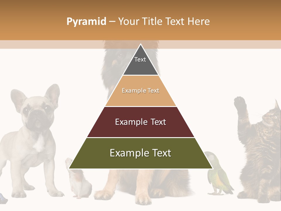 Pet Dart Guinea Pig PowerPoint Template