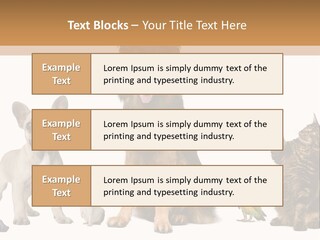 Pet Dart Guinea Pig PowerPoint Template