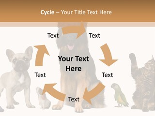 Pet Dart Guinea Pig PowerPoint Template