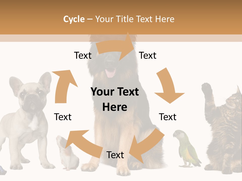 Pet Dart Guinea Pig PowerPoint Template