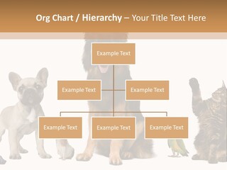 Pet Dart Guinea Pig PowerPoint Template