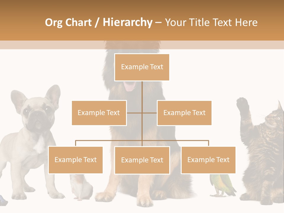 Pet Dart Guinea Pig PowerPoint Template
