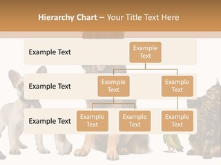 Pet Dart Guinea Pig PowerPoint Template
