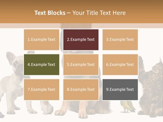 Pet Dart Guinea Pig PowerPoint Template