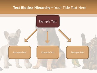Pet Dart Guinea Pig PowerPoint Template
