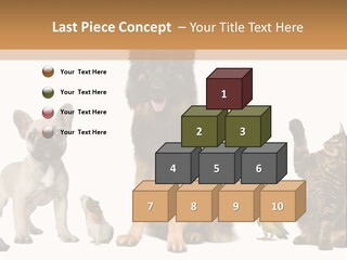 Pet Dart Guinea Pig PowerPoint Template