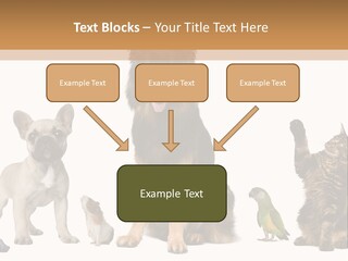 Pet Dart Guinea Pig PowerPoint Template