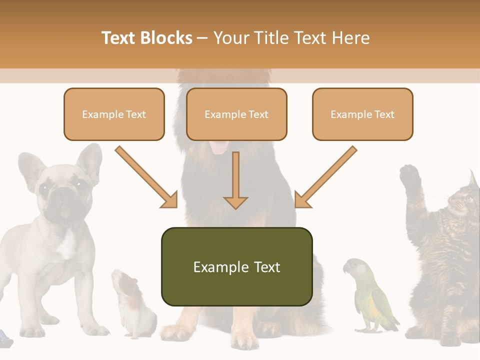 Pet Dart Guinea Pig PowerPoint Template