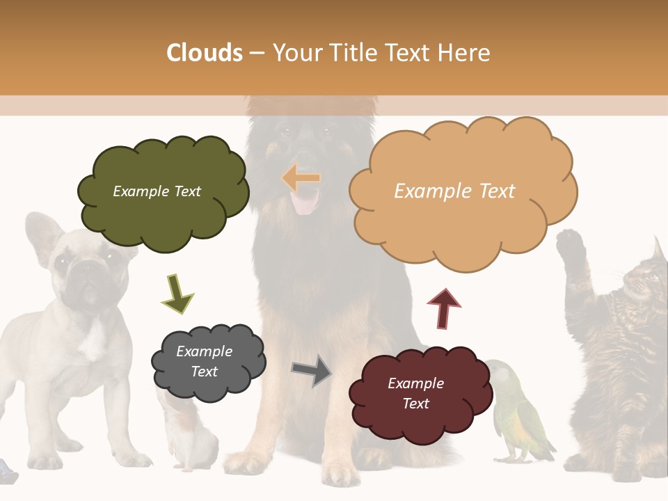 Pet Dart Guinea Pig PowerPoint Template