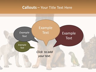 Pet Dart Guinea Pig PowerPoint Template