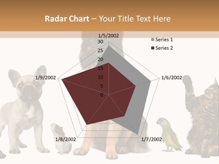 Pet Dart Guinea Pig PowerPoint Template