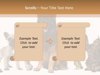 Pet Dart Guinea Pig PowerPoint Template