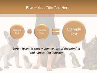 Pet Dart Guinea Pig PowerPoint Template