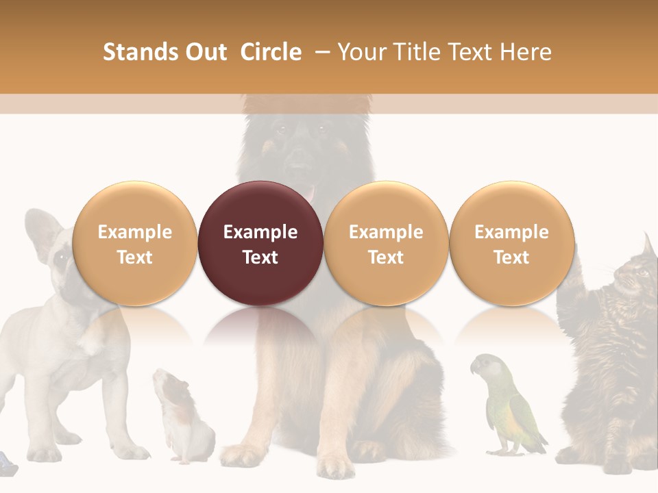 Pet Dart Guinea Pig PowerPoint Template
