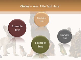 Pet Dart Guinea Pig PowerPoint Template