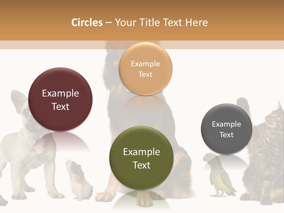 Pet Dart Guinea Pig PowerPoint Template