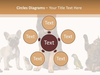 Pet Dart Guinea Pig PowerPoint Template